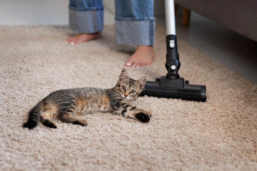 how to get cat pee out of carpet